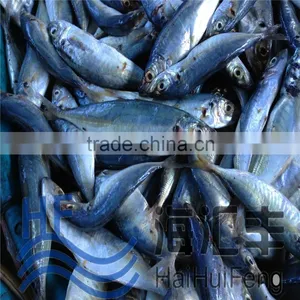 BQF Hot Sale WR Horse Mackerel Frozen Fish thumbnail-1