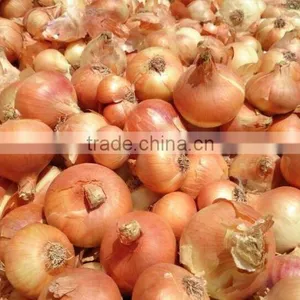 Selling 2016 ONION ( Red - Yellow - Gold ) thumbnail-3