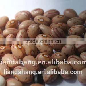 ADZUKI BEAN thumbnail-6