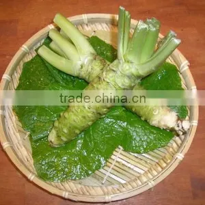 Japanese Fresh and Dried Horseradish thumbnail-2