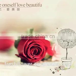 Export Cut Fresh Flower of Red Rose Flower From China thumbnail-4