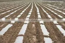 PE Plastic Covering Film for Greenhouse/mulch/construction thumbnail-1
