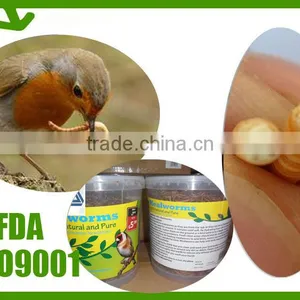 Dried Tenebrio Molitor ;yongzheng Mealworms Pet Birds Food thumbnail-1
