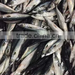 Pesca of Frozen Mackerel thumbnail-1