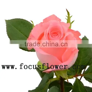 Wholesale Fresh Cut Rose Rose Flowers Diana With 0.8_1.2kg/bundle From Kunming thumbnail-4