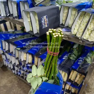 Natural Fresh China Rose Bouquet Fresh Cut Flower Best Quality Grade a Decorative 20PCS/Bundle thumbnail-4
