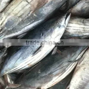 Brine Seafrozen Skipjack Tuna Fish thumbnail-2