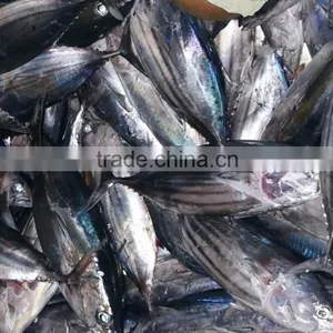 Salt Water Frozen Skipjack Tuna Fish thumbnail-2