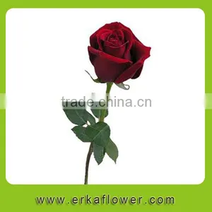 Good Smell 2016 Hot Sale New Added Flower Product Rose thumbnail-3