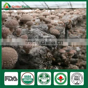 Shiitake Mushroom Chips,Wild Mushroom,Champigno Mushroom Cultivation thumbnail-6