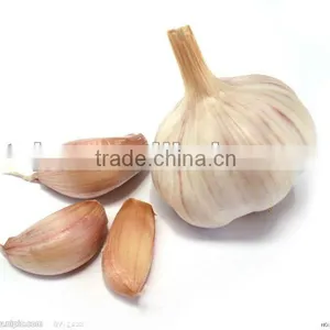 Pure White Fresh Garlic thumbnail-1