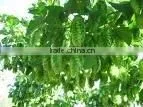 Hops Flower Extract 20% Alpha Acid thumbnail-1