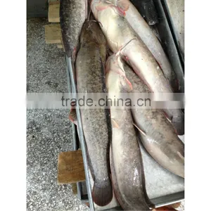 Big Live Catfish Whole Sale thumbnail-1