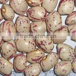 Light Speckled Beans thumbnail-1