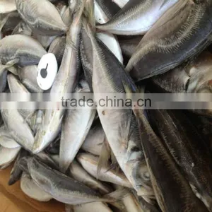 Frozen Horse Mackerel Norway for Canned Mackerel China Seafood thumbnail-4