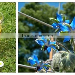 100% Natural Borage Oil Essential Oil thumbnail-6