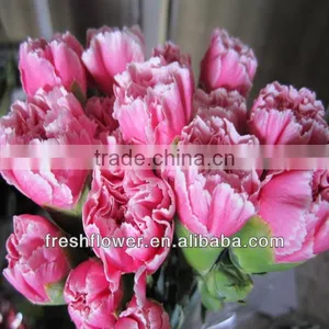Supply High Quality Fresh Cut Carnation Named Dianthus Caryophyllus From China thumbnail-1