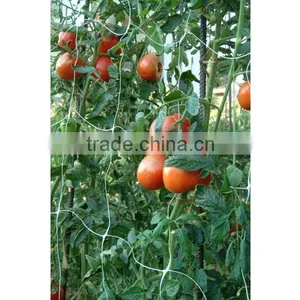 Tomato Supporting Net/Plant Support Net/Vegetable Climbing Net/Cucumber Climbing Net/ Bean Netting/Flower Net thumbnail-2