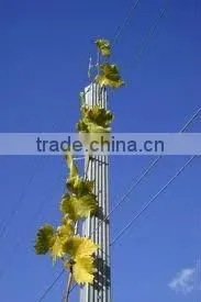 Grape Post thumbnail-1