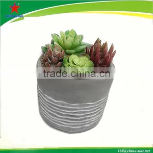 Round Cement Planter With Succulents thumbnail-1