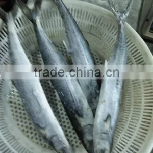 Canned Spanish Mackerel for Sale thumbnail-1