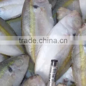 Sea Fish of Horse Mackerel thumbnail-3