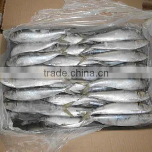 Good Quality for Bait Frozen Sardines thumbnail-1