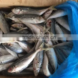 Wholesale Land Frozen Big Eye Scad for Canning thumbnail-1