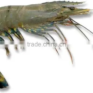 Prawn thumbnail-1