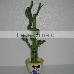 Lucky Bamboo Dracaena Sanderiana Wholesale thumbnail-1