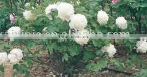 Tree Peony Plant Root 3 Years Chu Er Huang thumbnail-1