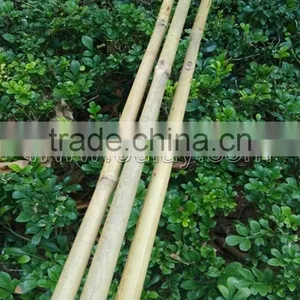 Thick Wall and Strong Tonkin Bamboo Canes for Supporting Plants at Cheap Price thumbnail-3