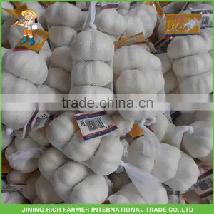 New Price Cold Storage Fresh Red Garlic thumbnail-1