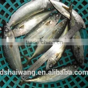 Best Quality Pacific Mackerel With Size 8 - 10 Pcs / kg thumbnail-1