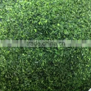 Edible Green Seaweed Flakes Ulva Lactuca Powder Wholesale thumbnail-4