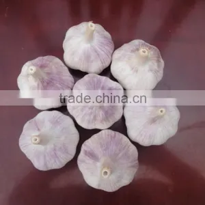 White Garlic Packed in 10kgs/ctn thumbnail-3