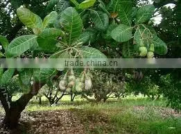 Suvimie Ceylon Ovened Cashew (Full Nut) thumbnail-4