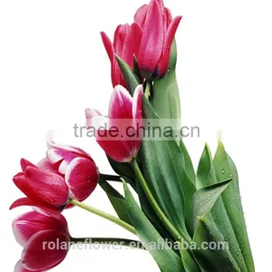 the Most Popular Classial Fresh Cut Red Tulip Flower thumbnail-3