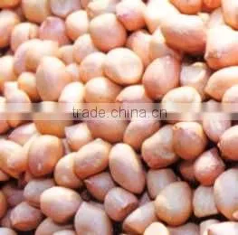 GROUNDNUT thumbnail-1