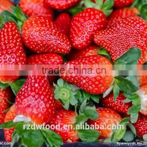 IQF Frozen Whole Sweet Charlie Strawberry-15-35mm thumbnail-1