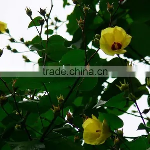 Hibiscus Tiliaceus L. thumbnail-2