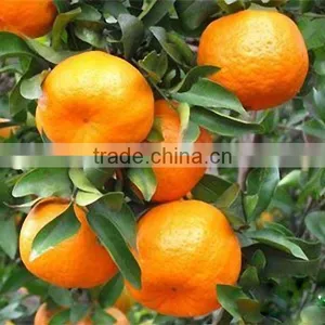 Food Grade Bitter Orange Peel Extract ISO, GMP, HACCP, KOSHER, HALAL Certificated. thumbnail-2