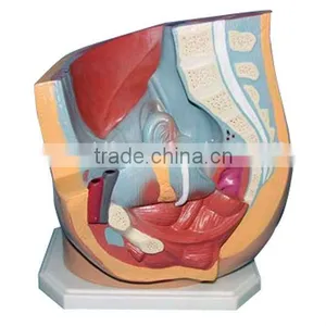 Teaching Female Pelvis Anatomical Model thumbnail-2