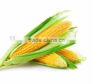 OXIDIZED STARCH for Food thumbnail-1
