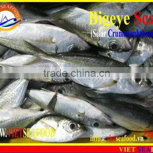 FROZEN BIGEYE SCAD WHOLE ROUND thumbnail-1