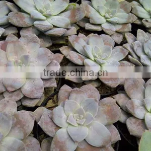 Graptopetalum Pentandrum - v Superbum thumbnail-1