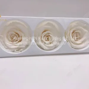 Beautiful Blue Rose for Floral Design Flowers Preservation for Anniversary Decoration thumbnail-1