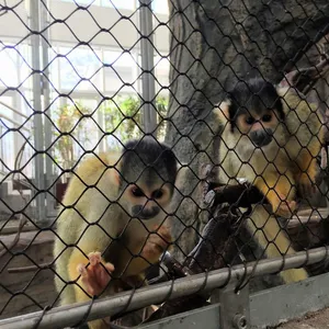 SS 304 SS316 Zoo Cable Mesh Animal Enclosure Mesh / Monkey Enclosure Mesh Stainless Wire Rope Mesh Factory Customized Production thumbnail-6