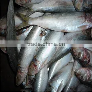Frozen Sardine Process Canning thumbnail-1