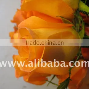 Fresh Cut Rose thumbnail-1